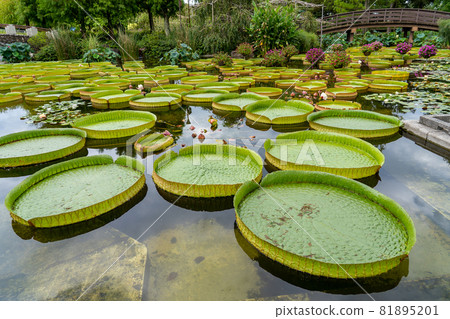 滋賀縣草津市 水生植物園 水之森水上花園 花影之池 81895201