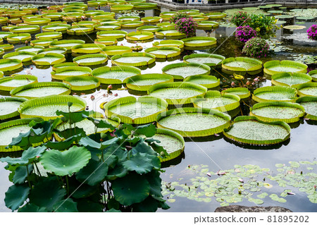 滋賀縣草津市 水生植物園 水之森水上花園 花影之池 81895202