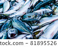 鯖魚登陸 7 81895526
