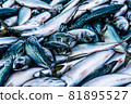 鯖魚登陸8 81895527
