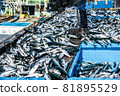 鯖魚登陸 10 81895529