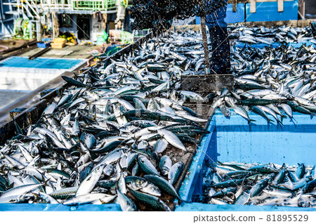 鯖魚登陸 10 鯖魚登陸 10 81895529