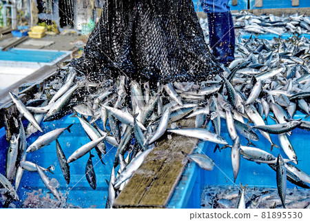 Mackerel landing 11 Mackerel landing 11 81895530