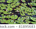 蓮花 81895683