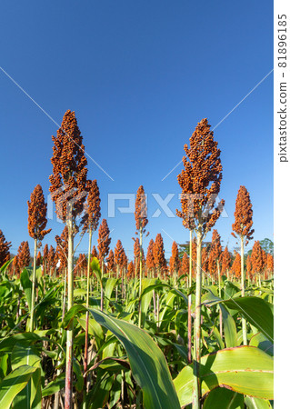 Sorghum also called great millet, Indian millet are cereal grain plant of the grass family 81896185