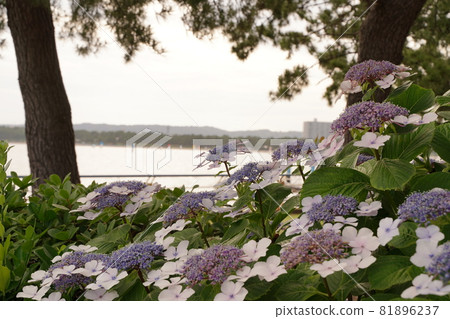White Pink Purple Forehead 繡球花 繡球花 雨季 六月 雨 綠色 Outdoor Park Hakkeijima 81896237