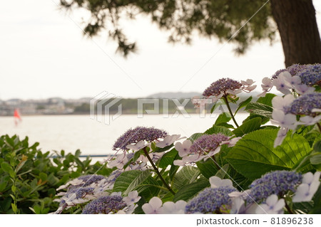 White Pink Purple Forehead 繡球花 繡球花 雨季 六月 雨 綠色 Outdoor Park Hakkeijima 81896238