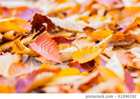 落葉秋葉 81896392