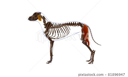Biceps Femoris muscle Dog muscle Anatomy For Medical Concept 3D Biceps Femoris muscle Dog muscle Anatomy For Medical Concept 3D 81896947