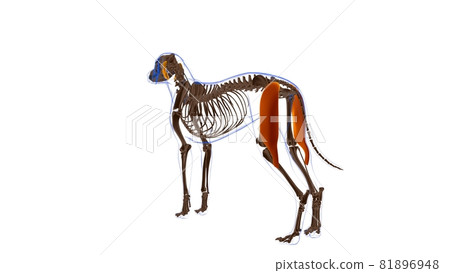 Biceps Femoris muscle Dog muscle Anatomy For Medical Concept 3D 81896948