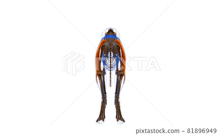 Biceps Femoris muscle Dog muscle Anatomy For Medical Concept 3D 81896949