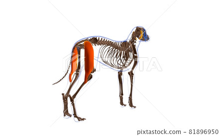 Biceps Femoris muscle Dog muscle Anatomy For Medical Concept 3D Biceps Femoris muscle Dog muscle Anatomy For Medical Concept 3D 81896950
