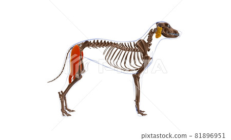 Biceps Femoris muscle Dog muscle Anatomy For Medical Concept 3D Biceps Femoris muscle Dog muscle Anatomy For Medical Concept 3D 81896951