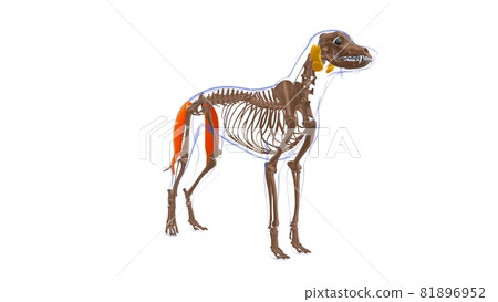 Biceps Femoris muscle Dog muscle Anatomy For Medical Concept 3D Biceps Femoris muscle Dog muscle Anatomy For Medical Concept 3D 81896952