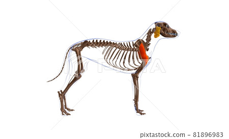 Deltoideus muscle Dog muscle Anatomy For Medical Concept 3D 81896983