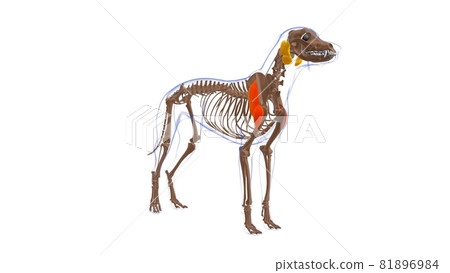 Deltoideus muscle Dog muscle Anatomy For Medical Concept 3D 81896984