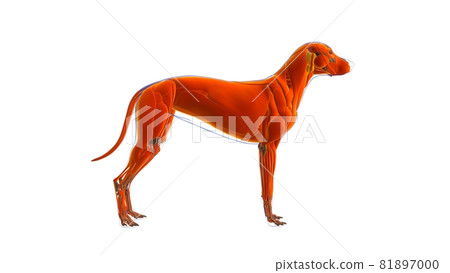 Dog Muscle Dog muscle Anatomy For Medical Concept 3D 81897000