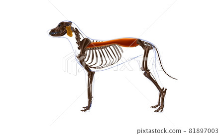 Erector Spinae muscle Dog muscle Anatomy For Medical Concept 3D Erector Spinae muscle Dog muscle Anatomy For Medical Concept 3D 81897003