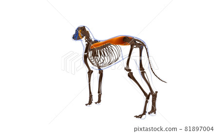 Erector Spinae muscle Dog muscle Anatomy For Medical Concept 3D Erector Spinae muscle Dog muscle Anatomy For Medical Concept 3D 81897004