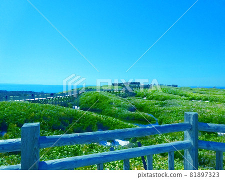 橋樑、草地和大海 81897323