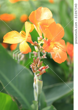 橙色美人蕉花 81897340