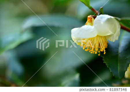 Flowers and tea flowers that bloom in autumn 81897346
