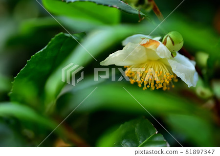 Flowers and tea flowers that bloom in autumn Flowers and tea flowers that bloom in autumn 81897347