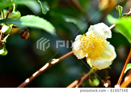 Flowers and tea flowers that bloom in autumn 81897348