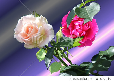 Red rose contrast 81897410