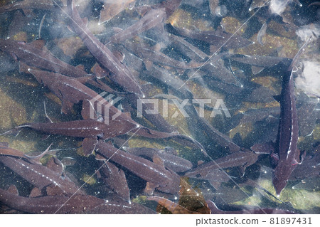 Sturgeon swimming underwater Sturgeon swimming underwater 81897431