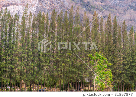 Beautiful view of landscape at Khao i bid or Khao e go at Khao Yoi District. 81897877