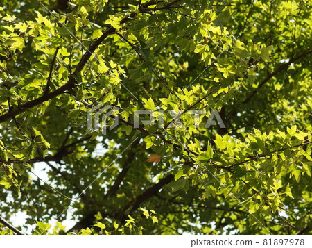 Roadside trees that shine in the sunlight Roadside trees that shine in the sunlight 81897978