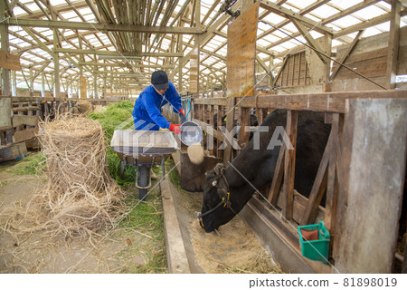 Farmer feeding cows 81898019