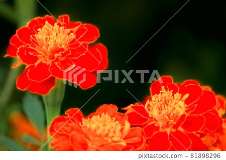 bright marigold 81898296