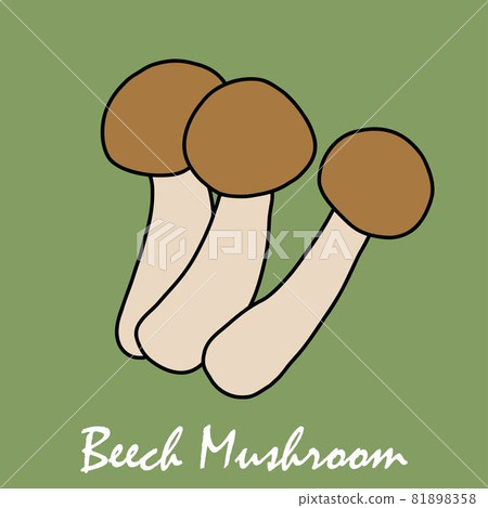 Doodle freehand sketch drawing of beech mushroom vegetable. 81898358