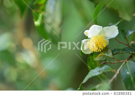 秋天盛開的鮮花和茶花 81898381