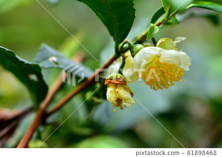 Flowers and tea flowers that bloom in autumn Flowers and tea flowers that bloom in autumn 81898468