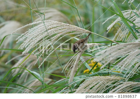 Japanese pampas grass and sparrow Japanese pampas grass and sparrow 81898637