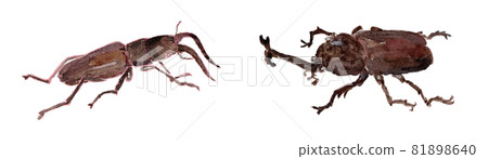 Watercolor illustration of beetles and stag beetles Watercolor illustration of beetles and stag beetles 81898640