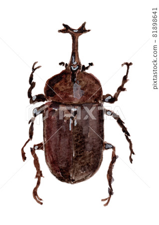 Beetle watercolor illustration Beetle watercolor illustration 81898641