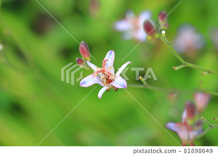 蟾蜍百合花 81898649