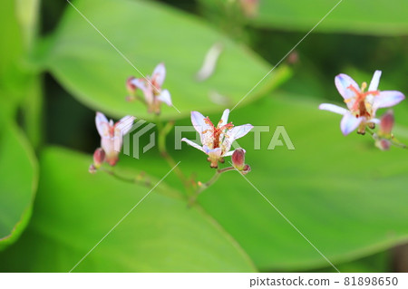 Toad lily flower 81898650