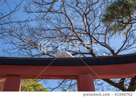 鶴岡八幡宮的白鴿 81898762