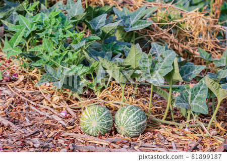 Close up shot of Citrullus colocynthis fruit on the ground Close up shot of Citrullus colocynthis fruit on the ground 81899187
