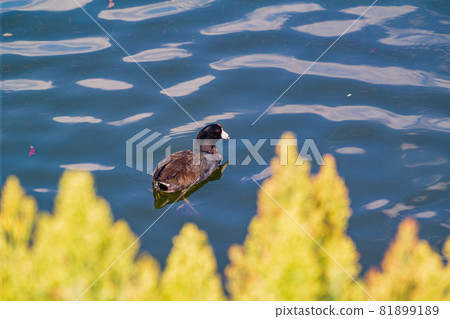 Close up shot of American Coot swimming in a pond 81899189