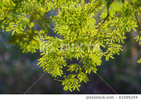 Close up shot of some leaves of the Acacia tree 81899204