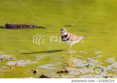 Close up shot of Killdeer bird Close up shot of Killdeer bird 81899234
