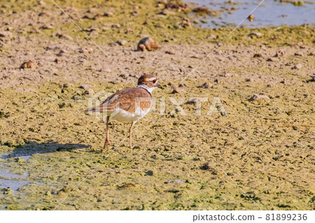 Close up shot of Killdeer bird Close up shot of Killdeer bird 81899236