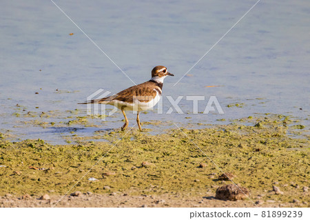 Close up shot of Killdeer bird 81899239