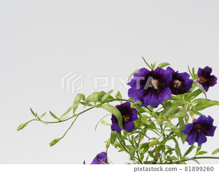 Blue-purple flower Salpiglossis sinuata Blue-purple flower Salpiglossis sinuata 81899260